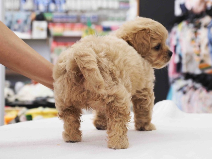濃さのあるアプリコットカラーと柔らかさのあるゆる巻きカール | MIX犬 ペキプー （6131208） - 横浜 大倉山店