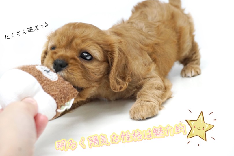 明るく陽気な性格 | キャバリア・キングチャールズ・スパニエル （150333） - 東川口店