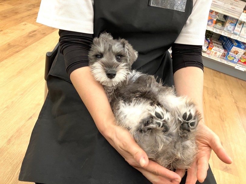 遊ぶのと同じくらいシュナちゃんは抱っこが大好き | ミニチュア・シュナウザー (118686) - 城山店