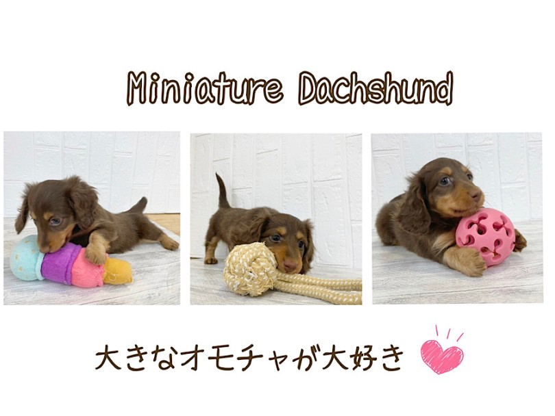 入店時のダックスちゃんの様子 | ミニチュア・ダックスフント （312127） - 横浜 港北ニュータウン店