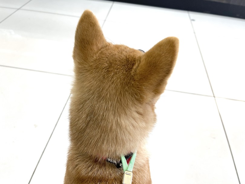 後ろから見た時の後頭部の丸みと立ち耳♡ | 柴犬 （6131187） - 横浜 大倉山店