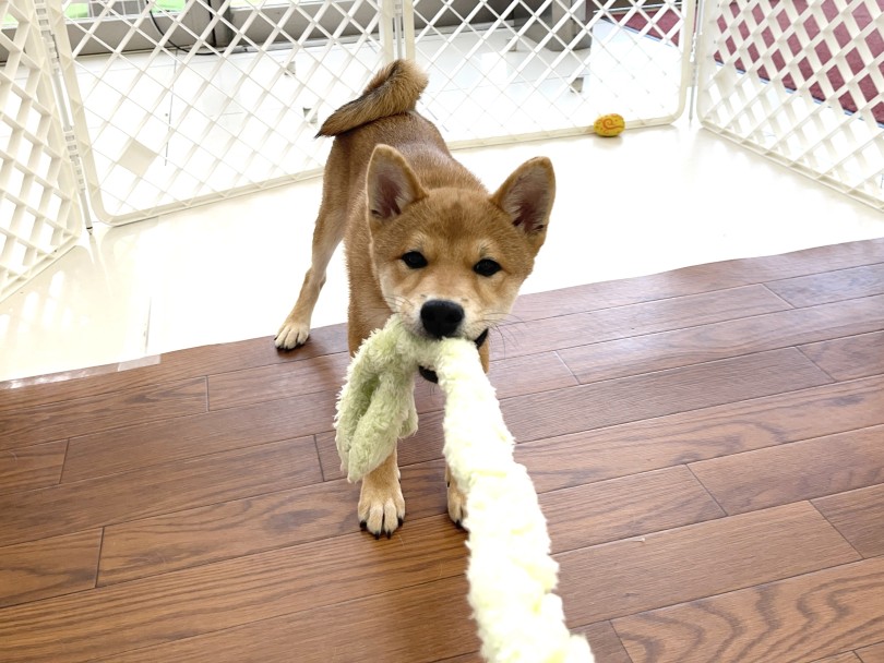 とっても表情豊かで元気いっぱいの柴犬ちゃん♡ | 柴犬 （6131187） - 横浜 大倉山店