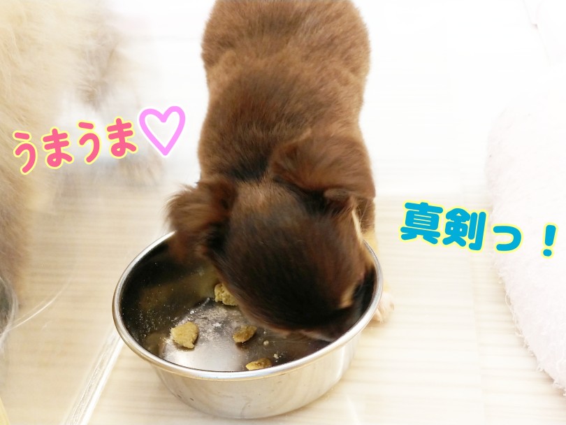 お店に来た初日からご飯を美味しそうにペロリ | チワワ (413134) - さいたま 武蔵浦和店
