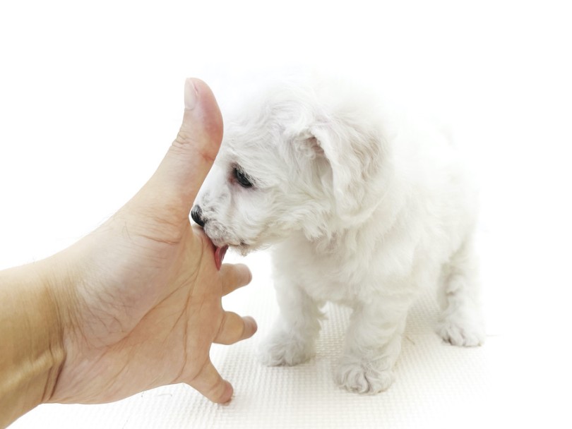 顎を人差し指に乗せて甘えています・・・可愛すぎる！ | ビションフリーゼ （814776） - 大和  相模大塚店