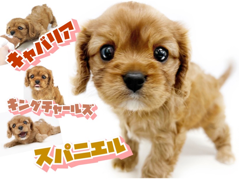 【 キャバリア 】宝石のルビーを連想させる艶のある希少カラー！陽気なキャバたん