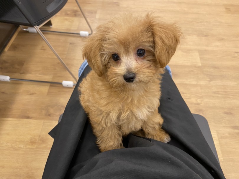 お膝に乗るのが好き | MIX犬 プーチワ （118693） - 城山店