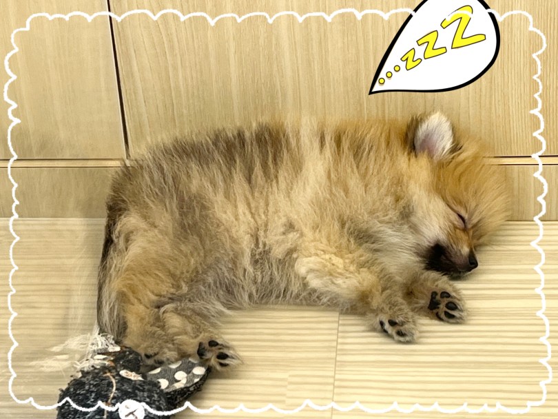 遊んだ後は、おやすみタイム | ポメラニアン (413128) - さいたま 武蔵浦和店