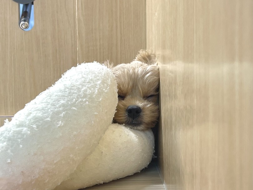 隙間に挟まって寝てる時もあったね♪ | MIX犬 ペキプー （6131208） - 横浜 大倉山店
