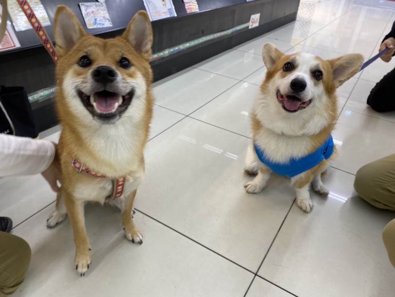 大倉山店のこぎたんの様子 | コーギーマニアに魅力を聞いてみよう！ - 横浜 大倉山店