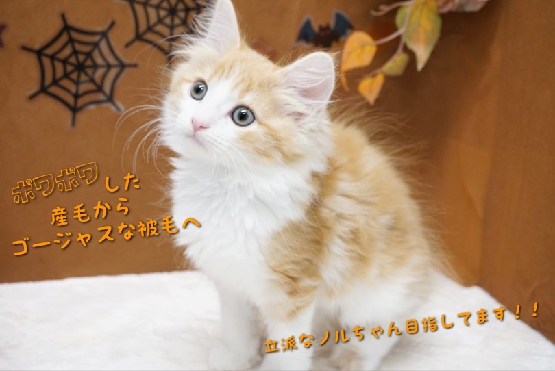 パピー(子猫)の被毛！目指せゴージャスにゃんこ！ | ノルウェージャンフォレストキャット （150331） - 東川口店