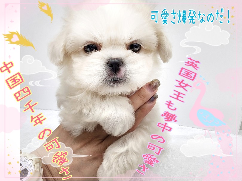 超がつくほどおっとりな性格は飼いやすさ抜群です♪ | MIX犬 マルペキ （130463） - 高井戸店