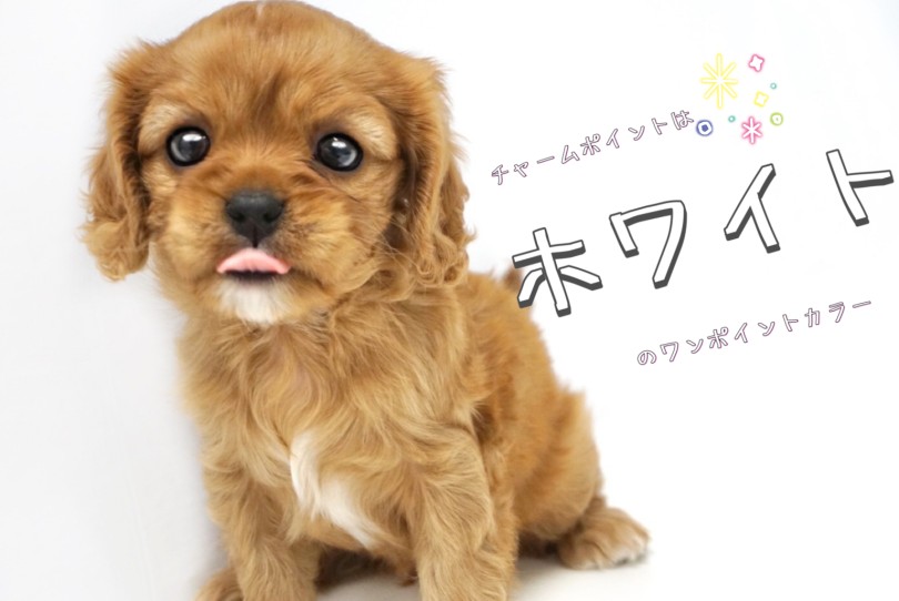 ワンポイントカラーがチャームポイント | キャバリア・キングチャールズ・スパニエル （150333） - 東川口店