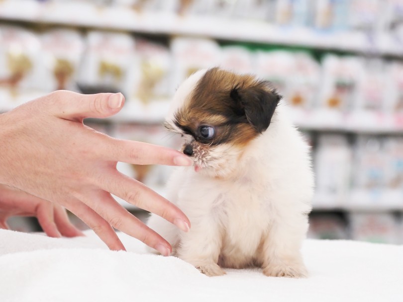 「スタッフ国Pの指のお味は？」 | MIX犬 チワズー （512830） - 本羽田店