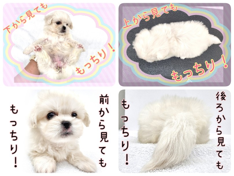 全方向もっちり！どすこいボディでメロメロにしちゃうぞ！ | MIX犬 マルペキ （130463） - 高井戸店