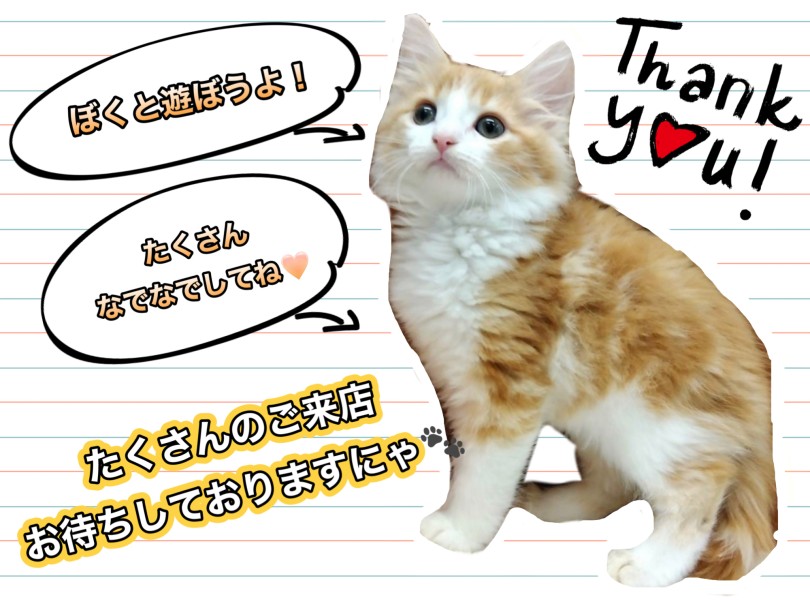 実際にノルくんを抱っこしてみて下さい！ | ノルウェージャンフォレストキャット （150331） - 東川口店