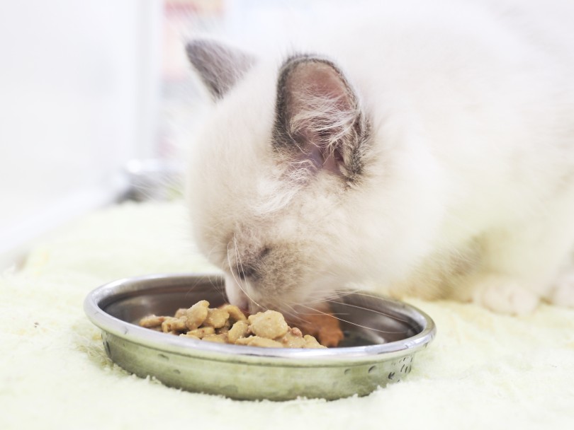 子猫の精神バランスは我々プロスタッフが概ね1週間~2週間かけて安定させていきます | ラグドール （713911） - 横浜 鶴見店