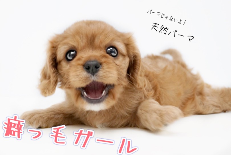 天然パーマの癖っ毛ガール | キャバリア・キングチャールズ・スパニエル （150333） - 東川口店