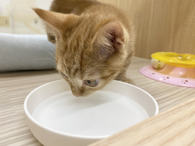 置き場所を変えてみる | 冬こそネコちゃんの水分補給を増やそう - 横浜 大倉山店