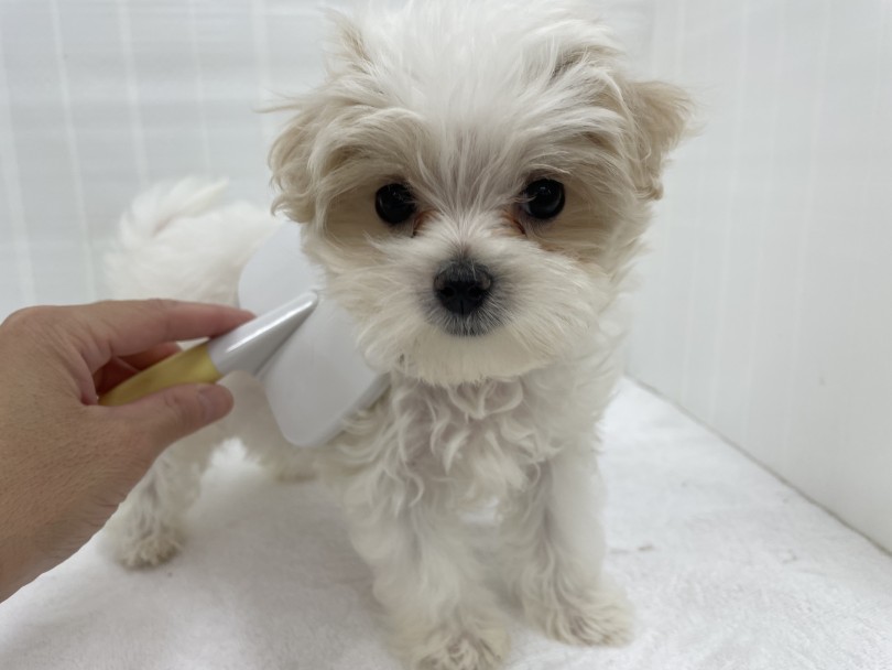 小さい頃からお手入れの習慣をつけています | MIX犬 マルプー （713903） - 横浜 鶴見店