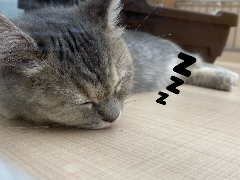 お留守番中は何してる?ズバリ寝ています(笑) | マンチカン (118684) - 城山店