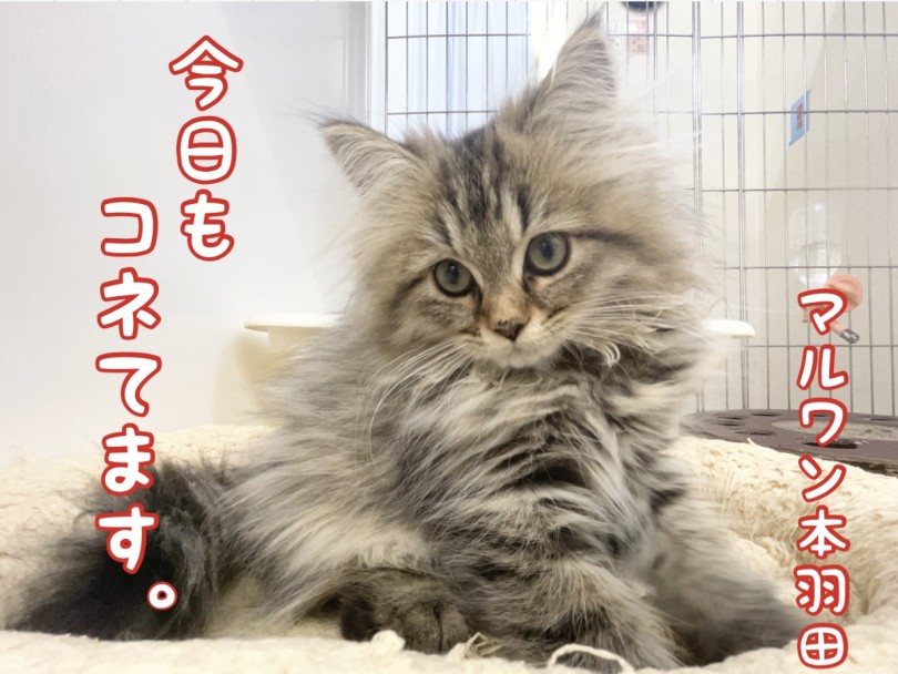 【 ペルシャ職猫 】ペルシャちゃんは朝から全力でコネてますニャン！！