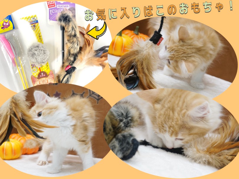 お気に入りの猫じゃらし | ノルウェージャンフォレストキャット （150331） - 東川口店