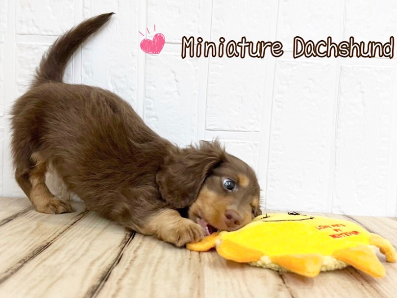 成犬時体重3.0~6.0kgと予測しています | ミニチュア・ダックスフント （312127） - 横浜 港北ニュータウン店