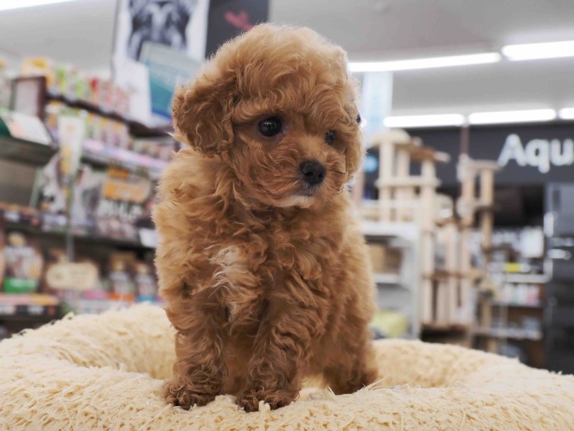 マルワン本羽田店スタッフがお迎え後もしっかりアフターサポートさせていただきます | トイ・プードル （512826） - 本羽田店