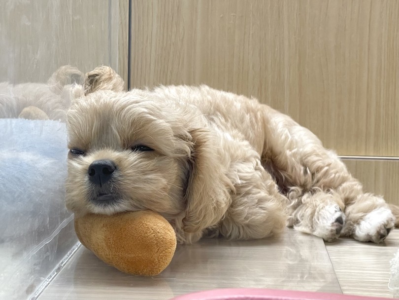 空飛ぶスーパーヒーローポーズで昼寝タイム | MIX犬 ペキプー （6131208） - 横浜 大倉山店