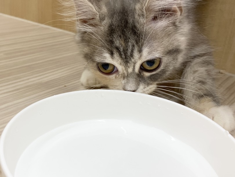 相談してください！ネコちゃんが飲みやすい環境つくり | 冬こそネコちゃんの水分補給を増やそう - 横浜 大倉山店