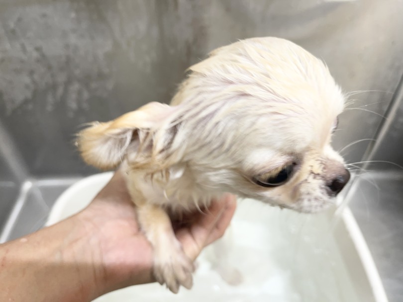 「あれ？お風呂あったかくて気持ちいいかも♪」 | チワワ （6131173） - 横浜 大倉山店