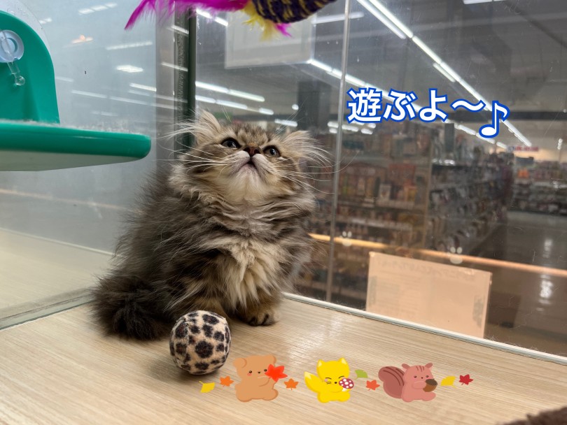 好奇心旺盛で遊びにも一生懸命、でもやっぱり人が好き | ミヌエット (413135) - さいたま 武蔵浦和店