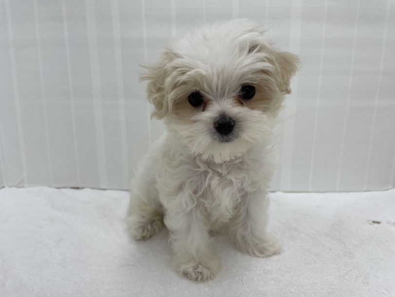 トイプードル？！と見間違えてしまう可愛いMIX | MIX犬 マルプー （713903） - 横浜 鶴見店