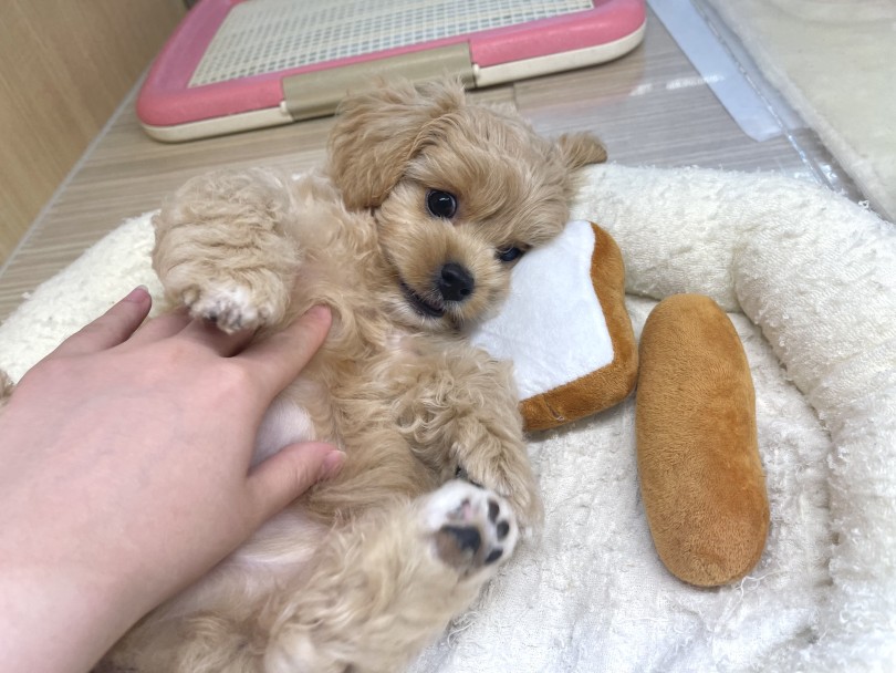 僕の元気いっぱいな姿、近くで見に来てね♡ | MIX犬 ペキプー （6131208） - 横浜 大倉山店