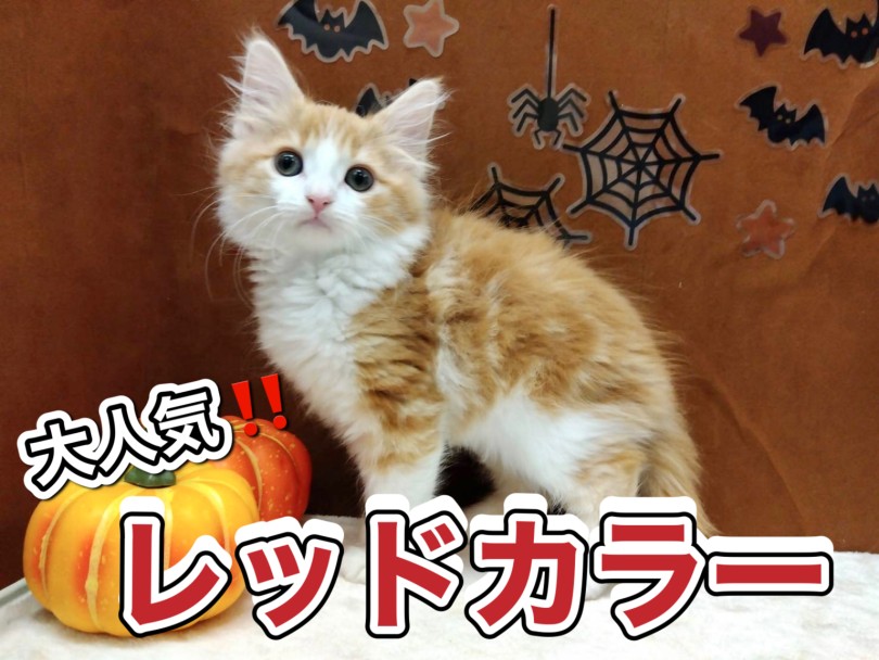 周りを元気にしてくれるレッドタビー＆ホワイトカラー | ノルウェージャンフォレストキャット （150331） - 東川口店