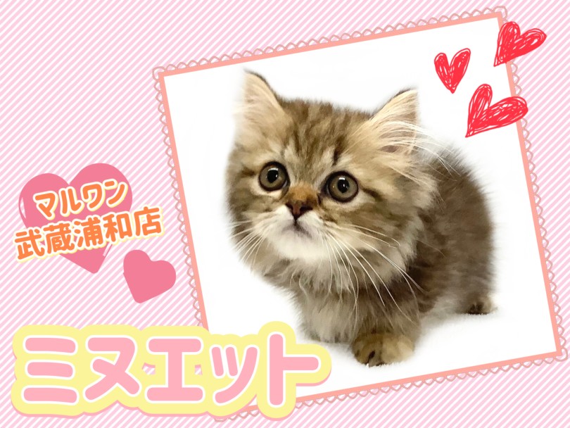 【 ミヌエット 】超美形！愛らしすぎる癒し系ミヌエット！
