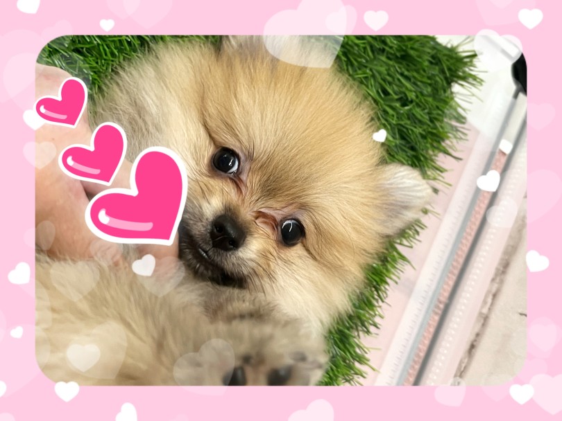 ワンちゃんと生活してみたいと思っている方・・ポメくんオススメです♪ | ポメラニアン (413128) - さいたま 武蔵浦和店