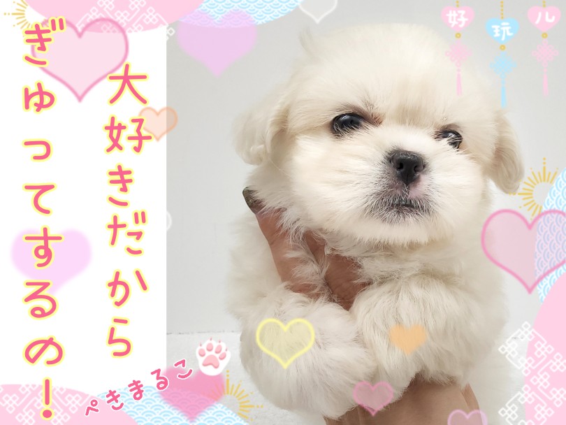 マルペキちゃんはとーっても甘えんぼ！ | MIX犬 マルペキ （130463） - 高井戸店
