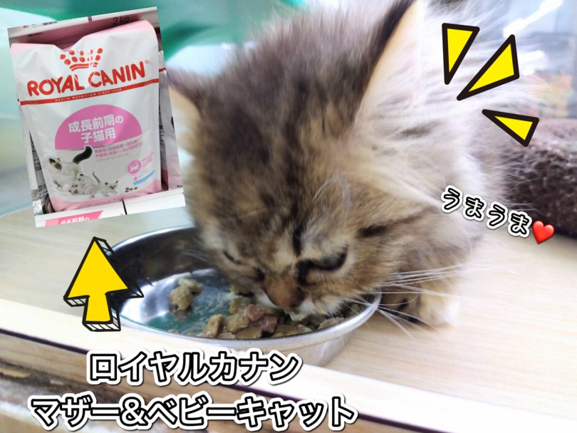 食欲旺盛で食べる姿は圧巻の一言 | ミヌエット (413135) - さいたま 武蔵浦和店