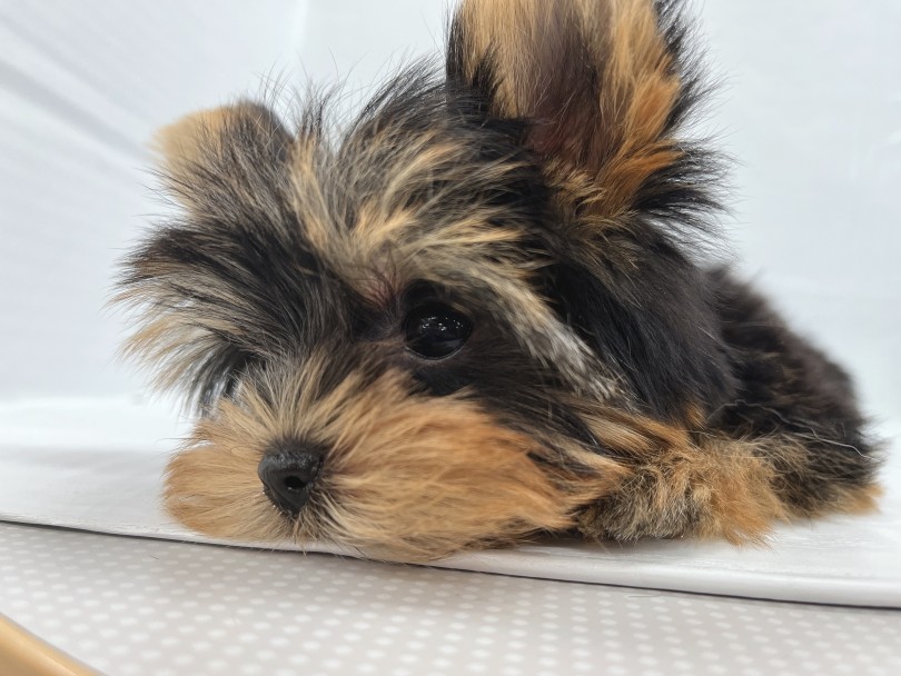 抱っこして触れ合って、ヨーキーちゃんを間近で見てみませんか？ | ヨークシャーテリア （914808） - 板橋 志村坂下店