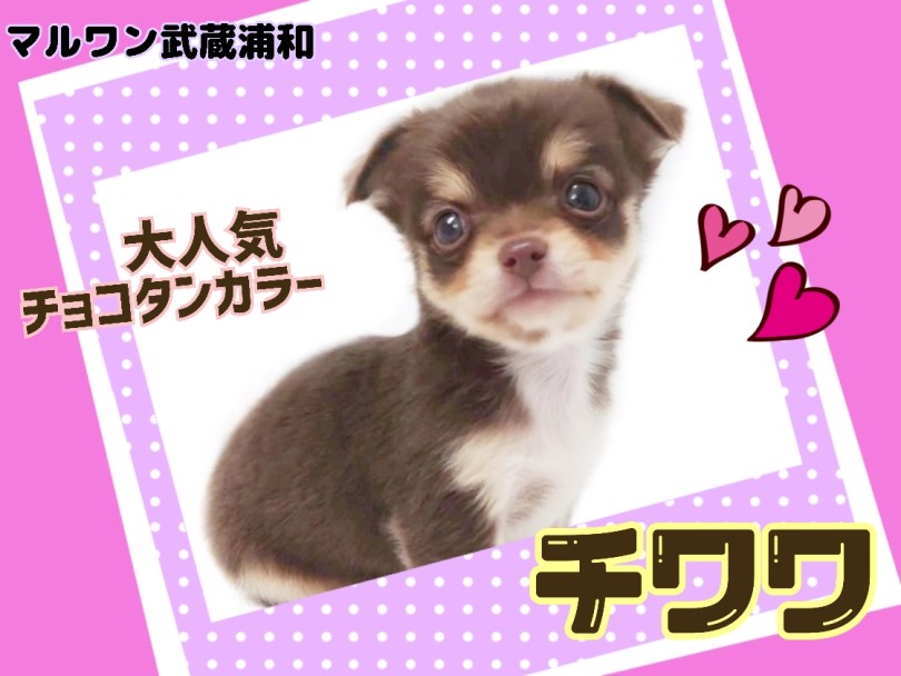 【 チワワ 】大人気のチョコタンカラー！美形で賢い才色兼備の女の子
