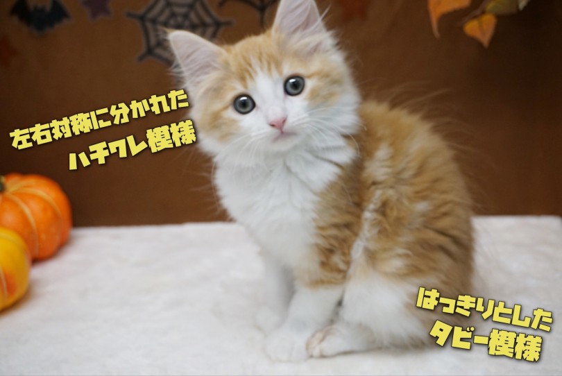 レッドカラーを引き立たせるタビー模様 | ノルウェージャンフォレストキャット （150331） - 東川口店