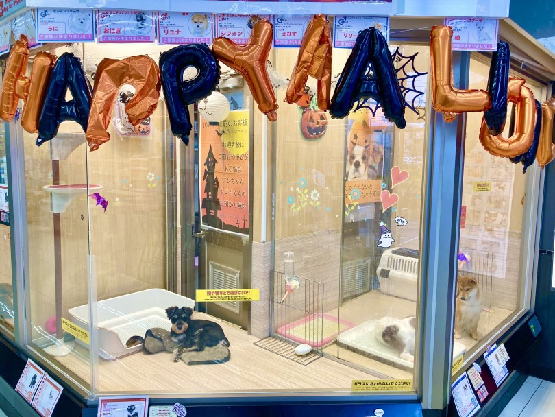 ワンちゃんネコちゃんたちのお部屋もハロウィンで飾り付け | 毎日来ても楽しい店鋪 - 横浜 大倉山店