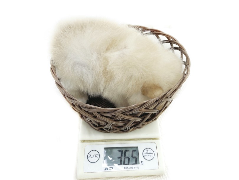 生後2ヶ月での体重は365g！チワワよりも小さい | ポメラニアン （116757） - 下丸子店