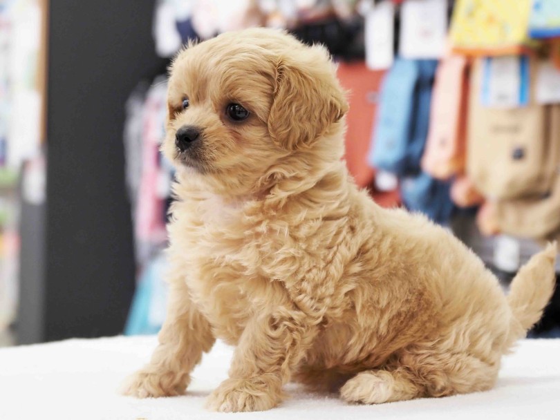 ママがレッドカラー×パパがホワイトで素晴らしいアプリコットが誕生しました♡ | MIX犬 ペキプー （6131208） - 横浜 大倉山店