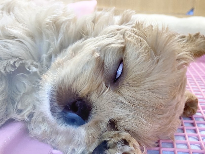 たまに白目むいちゃう | MIX犬 ペキプー （6131208） - 横浜 大倉山店