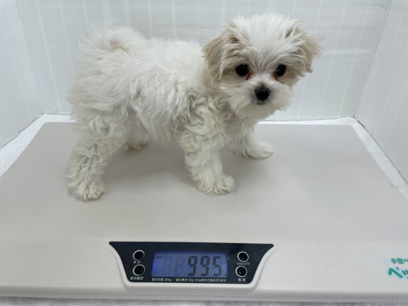 生後3ヵ月にして995gとコンパクトサイズ | MIX犬 マルプー （713903） - 横浜 鶴見店