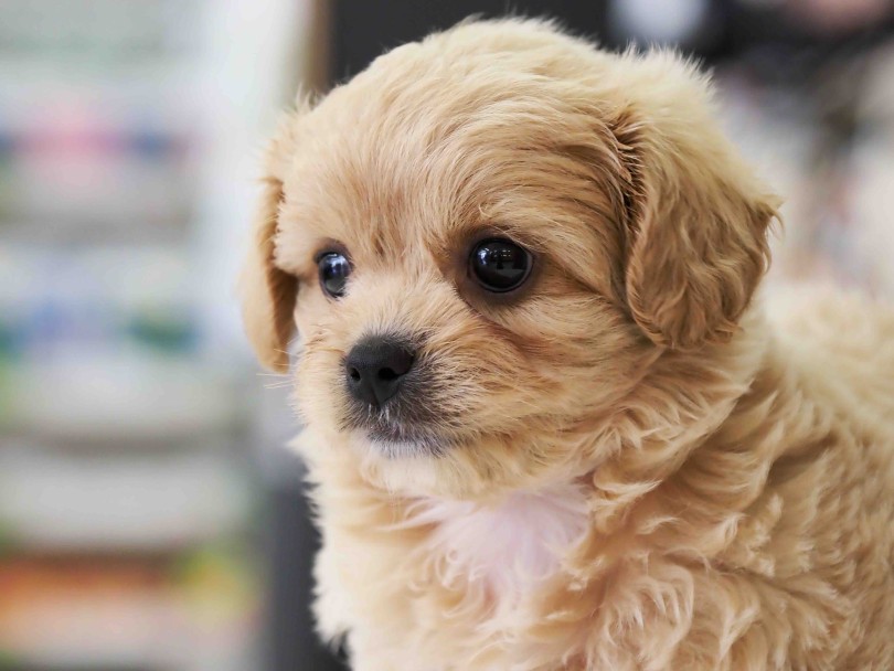 歯のかみ合わせは通常のシザーズ・バイト！ | MIX犬 ペキプー （6131208） - 横浜 大倉山店