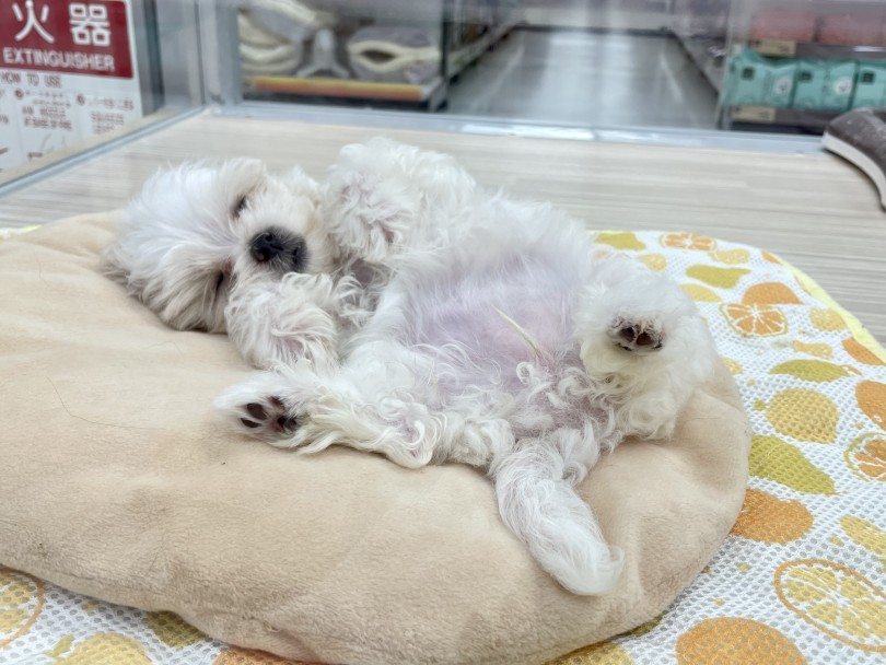 楽しいわんちゃんライフは、私達（横浜 鶴見店スタッフ）にお任せください | MIX犬 マルプー （713903） - 横浜 鶴見店