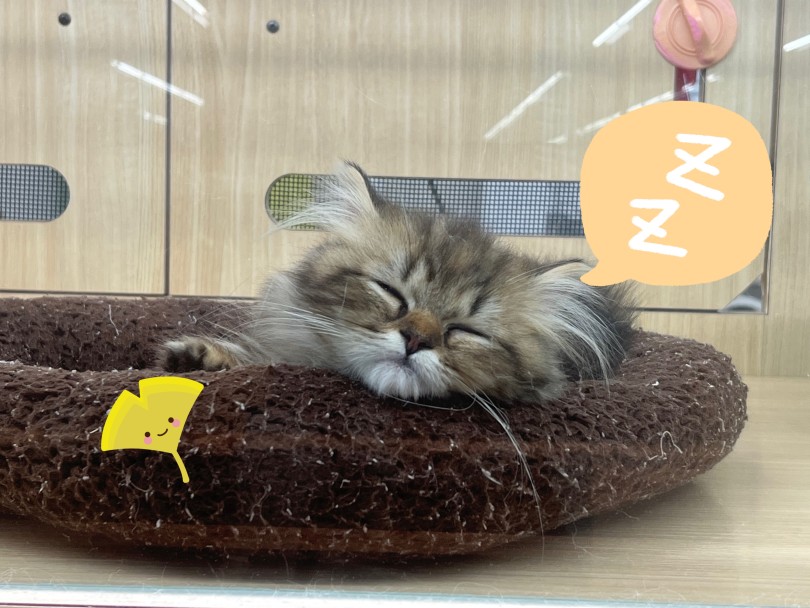 眠る姿は正に天使 | ミヌエット (413135) - さいたま 武蔵浦和店